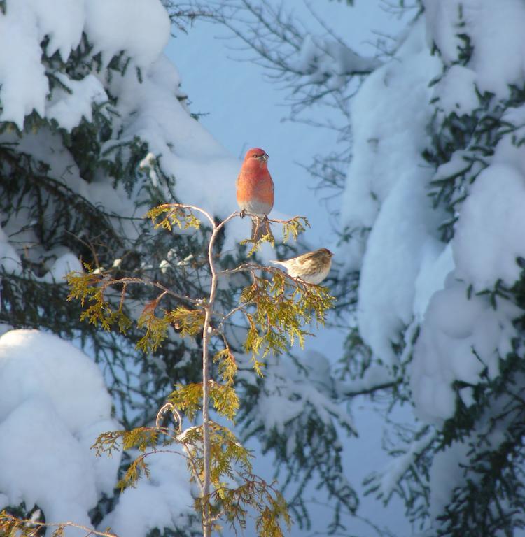Gite De La Riviere Bed & Breakfast Chibougamau Luaran gambar